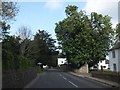 Horse chestnut in flower, Funtington