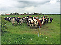 Curious bullocks, Westfield Lane