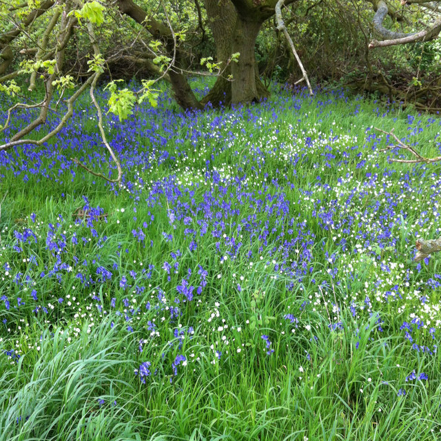 Bluebell patch