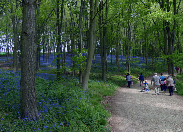 Bluebells in Barnsdale Wood