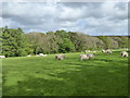 Sheep pasture near Tredethy