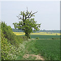 Tree on footpath across arable land, Glemsford