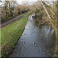 Ducks on the canal, Rogerstone, Newport