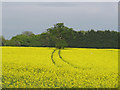 Tree in oilseed rape field, near Slough Farm, Acton