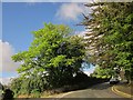 Trees in Chelston