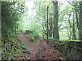 Cat Lane through Crawstone Hall Wood