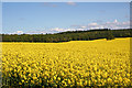 Rape Field