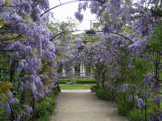 Wisteria Arbour Grove House C Mark Percy Geograph Britain And