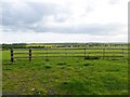 Desborough, cattle grazing