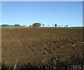 Ploughed field, Whitefield