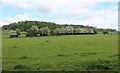 Hawthorn hedge, Wall Hills, Ledbury