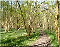 Path in Gouldings Wood