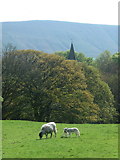 SK1285 : Edale: grazers and the church spire by Chris Downer