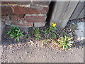 Yellow Wall Flowers on Belstead Road