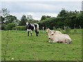 C2200 : Cattle, Carrickbrack by Richard Webb