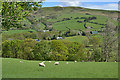 Grazing in the Twymyn valley