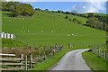 Field and sheep at Pentre Cilcwm