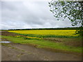 Grafton Underwood, rape field