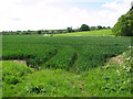 Crop fields by Meadowcote