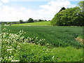 Fields by Manor Farm