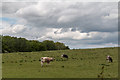 TL4201 : Longhorn Cattle near Copped Hall, Essex by Christine Matthews