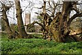 ST7093 : Tortworth Chestnut by Philip Halling