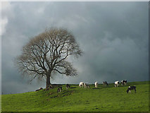 SD5769 : Sunlit cattle and dark sky, Gressingham by Karl and Ali