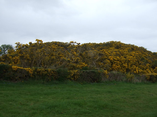 Gorse bank near Wester Lonemore