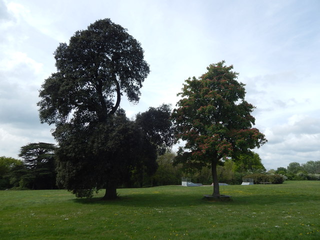 2 trees, Wivenhoe