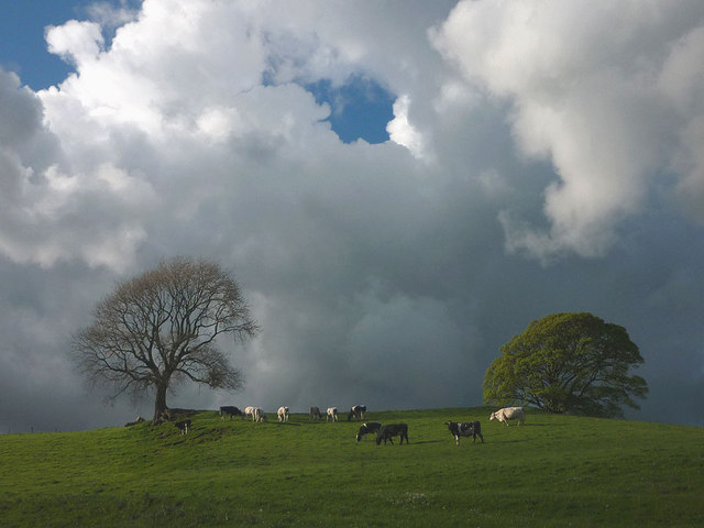 Cattle and trees near Gressingham
