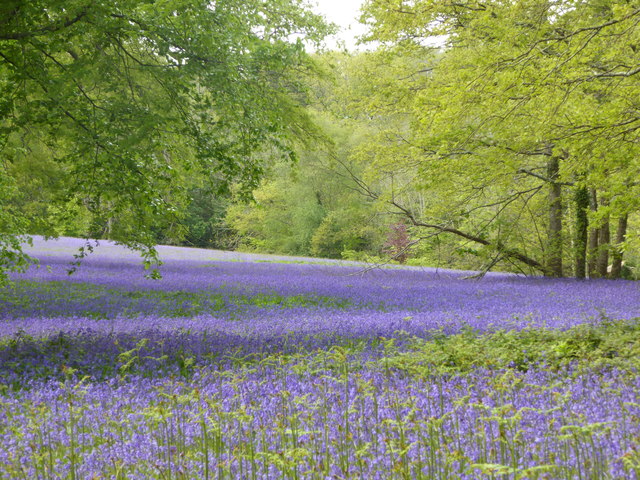 Bluebells at Parc Lye on the Enys Estate