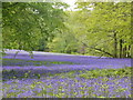 Bluebells at Parc Lye on the Enys Estate