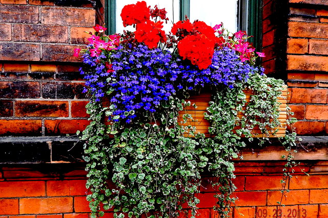 Belfast - Titanic Quarter - Window Box with Flowers & Plants