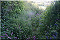 Overgrown Bridleway to Hangar Mill