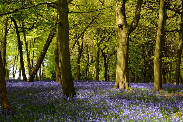 Bluebell woodland in Checkendon, Oxfordshire