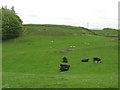 Grazing lands at Stouslie Farm In Roxburghshire