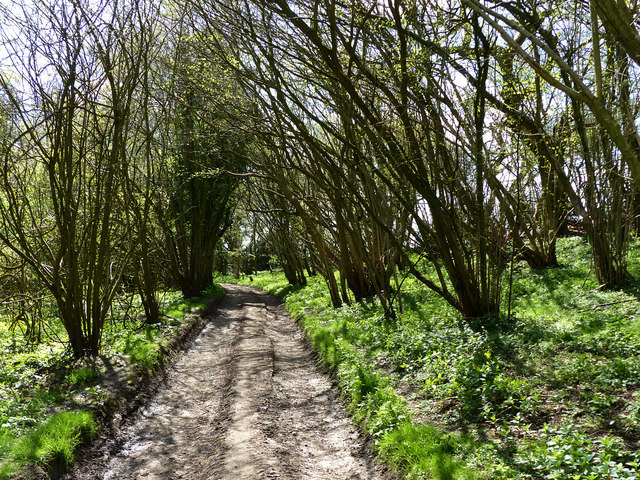 Path south of Monkton Farm