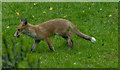 Fox in Garden, Brownlow Road, London N11