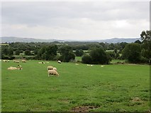 C2007 : Grazing sheep, Treanavinny by Richard Webb