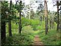 Bridleway on Allerthorpe Common