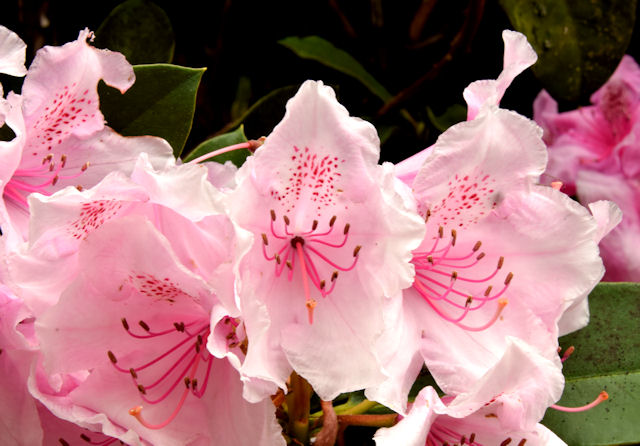 Rhododendron, Botanic Gardens, Belfast (May 2014)