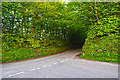 North Devon : Country Lane