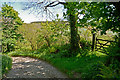 A track between Trew Farm and Clifford Mill