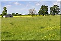 Fields west of Ardley Road