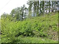 Woodland above Linglie Road