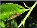 Hairy caterpillar