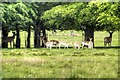 SJ7581 : A Group of Fallow Deer at Tatton Park by David Dixon