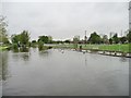 Canada geese on the Rochdale Canal, Miles Platting