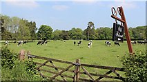TQ3841 : Cows by Felcourt Road by Oast House Archive
