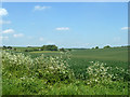 Field of wheat